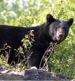 bear-hunts-gallery2
