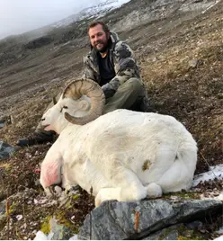 dall-sheep-gallery4