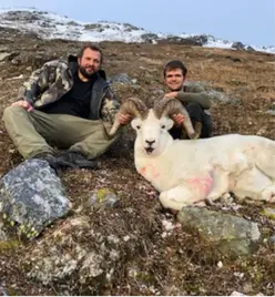 dall-sheep-gallery5