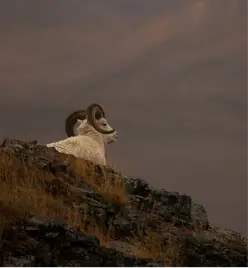 dall-sheep-gallery6