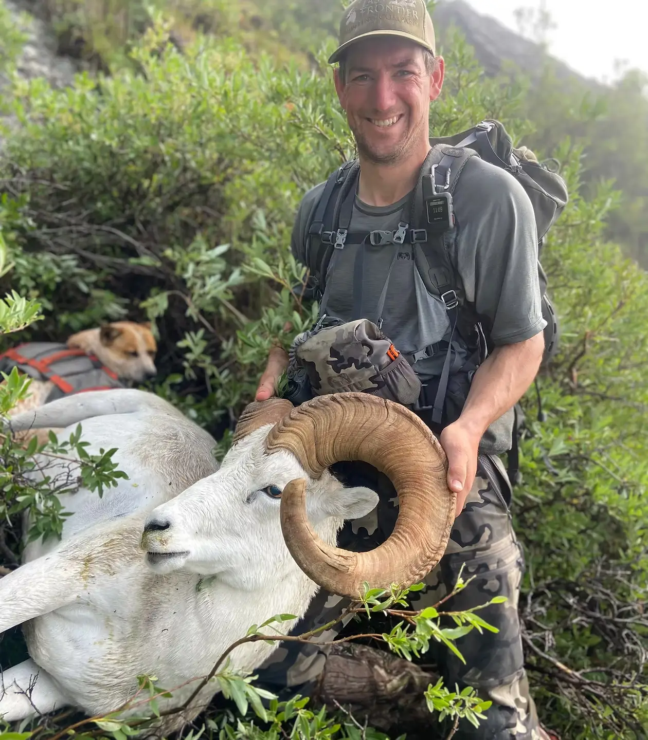 dall-sheep-trophy-home