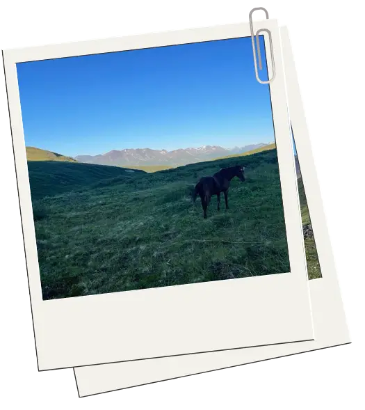 horse-in-field