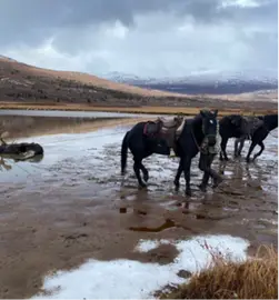 horses-in-water