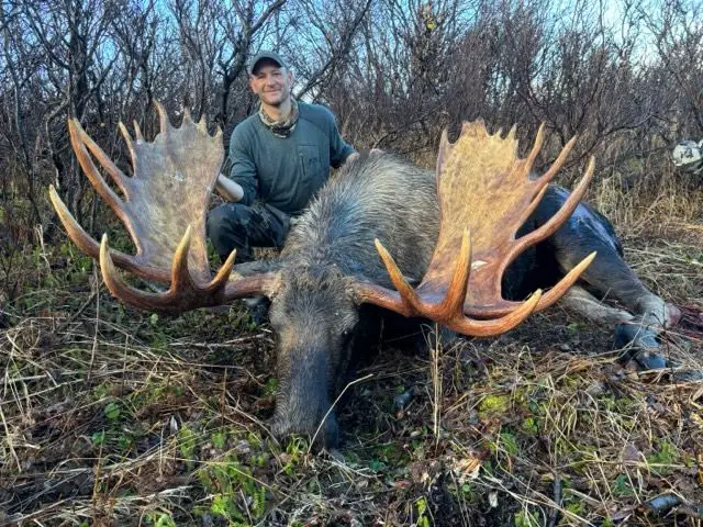 moose-box